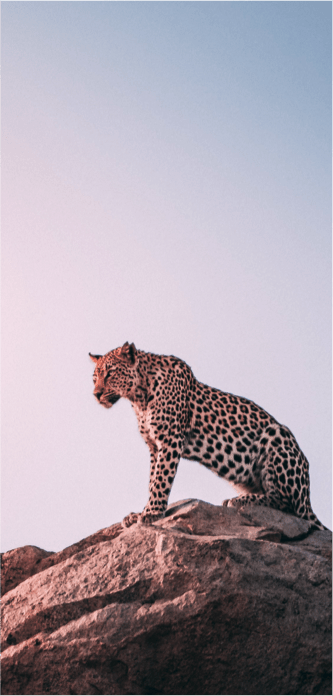 Animals - Leopard on top of rock